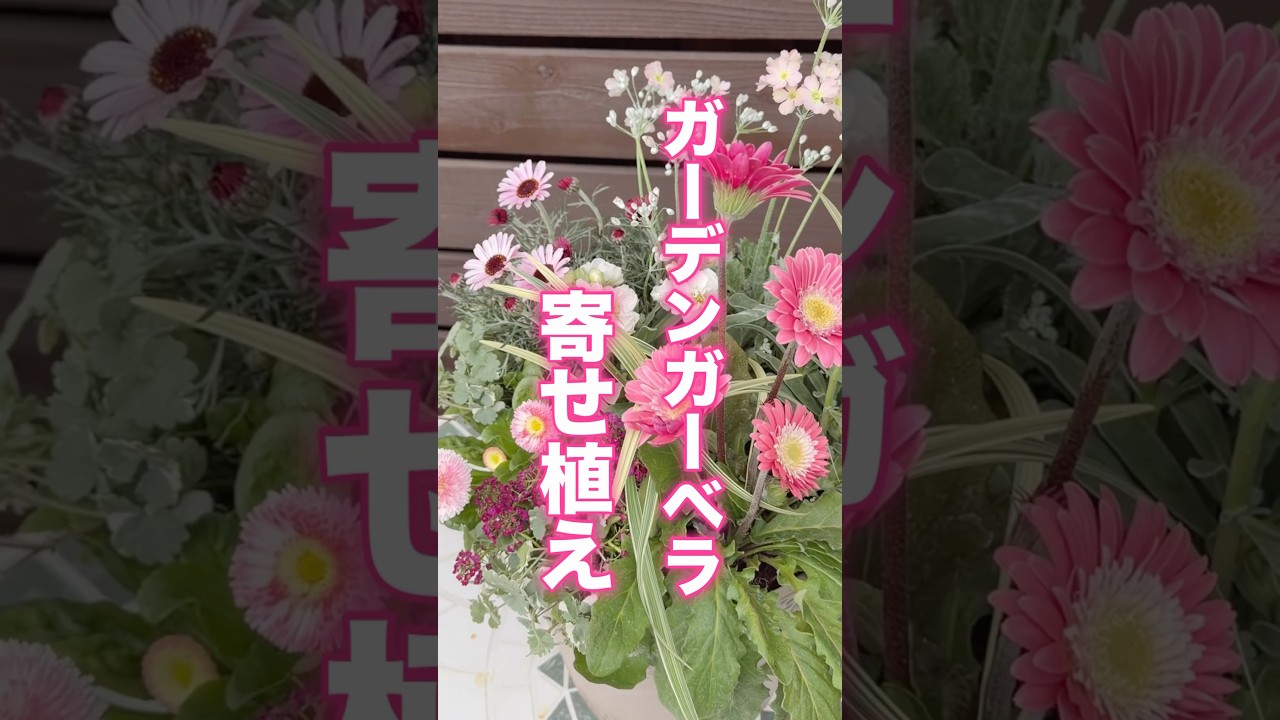 【ショート】寒さに強いガーベラの寄せ植え #shorts  #寄せ植え #冬の植え方