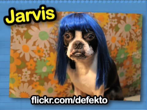 Cats and dogs with wigs