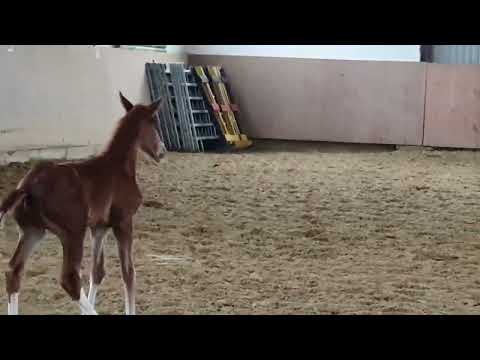 HF von Franz- Joseph junior x Riverside/ Cabaret, 2 Wochen alt