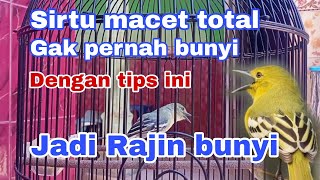 Download lagu Cara mengatasi burung sirtu macet total,, gak pernah bunyi jadi rajin bunyi mp3 Download lagu Cara mengatasi burung sirtu macet total,, gak pernah bunyi jadi rajin bunyi mp3