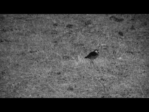 Djuma: Blacksmith Lapwing chick out feeding after dark - 19:51 - 10/08/18