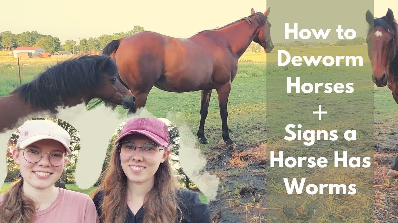 Watch video How to Deworm Horses + Signs a Horse Has Worms Now How to Deworm Horses + Signs a Horse Has Worms