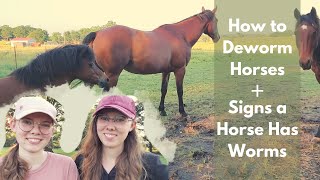 How to Deworm Horses + Signs a Horse Has Worms