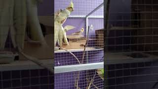 Download lagu ternak burung parkit Australia atau falk #shorts #ternakburung #falk #parkitaustralia #kandangkoloni mp3