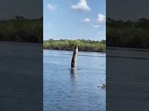Huge alligator 🐊 tries to catch a drone in the Amazon river!
