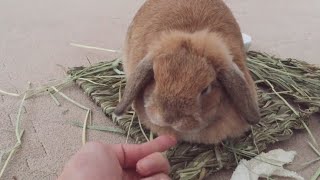 うさぎに指を舐めてもらいたい【ラクトバイト】I want a rabbit to lick my finger！