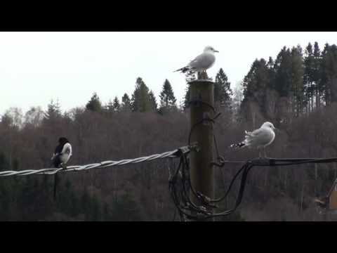 170407 1157 magpie and two seagulls