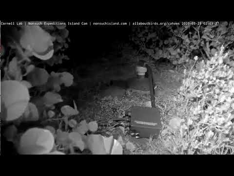 5 25 2020 Bermuda Petrel Fledges