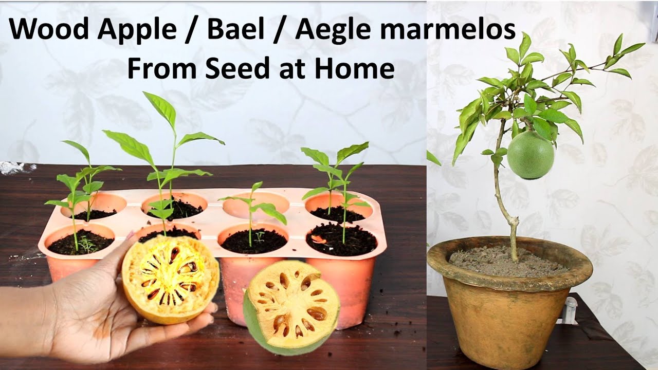How to grow Wood Apple tree at home ; बेल का पौधा घर पे भी ऊगा सकते हैं
