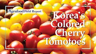 [Agrafood Field Report EP.05] Korea's Colored Cherry Tomatoes