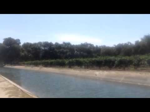 Cinsault Rosé - Bechthold vineyard visit