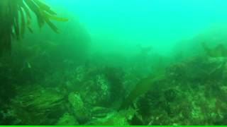 Freediving over a kelp bed off Anglesey, North Wales, April 2013 HD.