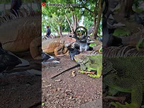 PARQUE CERVANTE EN DAVID/CHIRIQUÍ