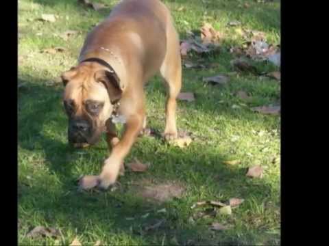 Raïssa La Bullmastiff, Libre!!!