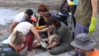 Rehabilitation of White Storks