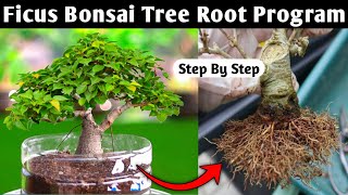 Download lagu Bonsai Tree Root Program | Ficus Bonsai mp3