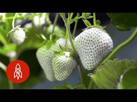 Neobyčejné bílé jahody