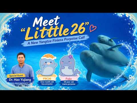 Live: Meet a newborn Yangtze finless porpoise from an endangered species