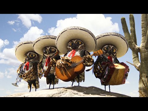 Now We Ride Scene | Rango (2011) | Movie Clip