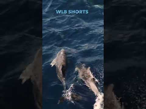 Dolphins Save Lifeguard & Woman from Great White Shark