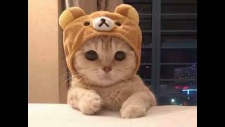 Download lagu marion jola, rizky febian - tak ingin pisah lagi (sped up) mp3