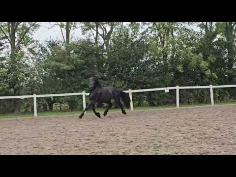 Stal Okkema's Thomas - Elias x Abel - Stallion - 2022 - 1.60m