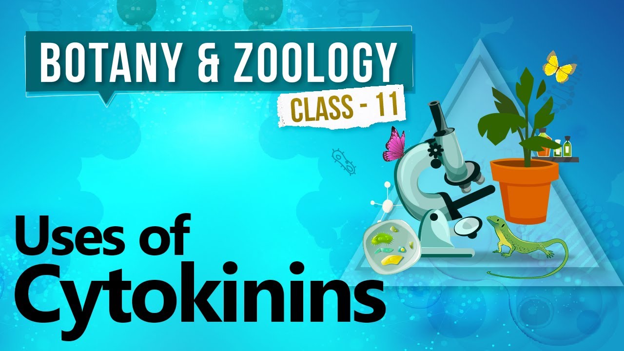 Uses of Cytokinins - Plant Growth and Development  - Biology Class 11