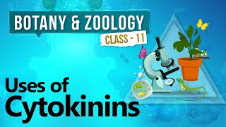 Uses of Cytokinins - Plant Growth and Development  - Biology Class 11