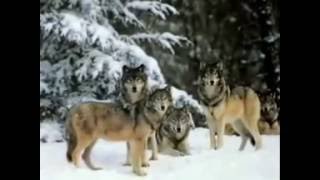 Osman Öztunç -Türkün türküsü (bozkurt uluması)