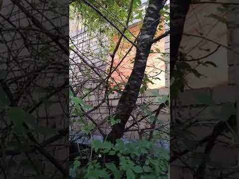 il segreto di Pulcinella