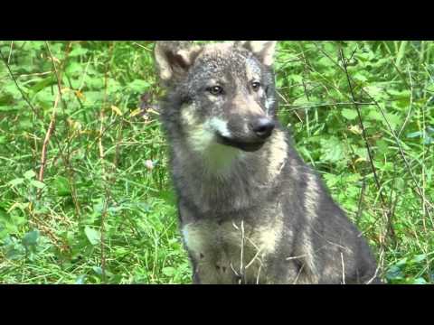 Wildpark Eekholt KG YouTube-Vdeominiatur 5