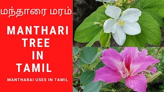 Mantharai tree in Tamil  மந்தாரை  Ma