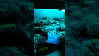 Download lagu GOURMET VANILLA STOCK. PRIMACOMMODITY, 6281357514358 mp3 Download lagu GOURMET VANILLA STOCK. PRIMACOMMODITY, 6281357514358 mp3