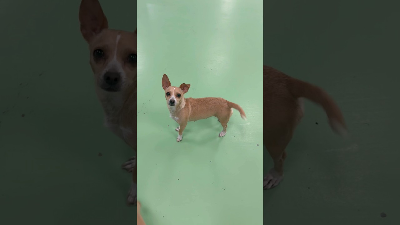 Gemma, a ADOPTABLE mixed breed in PHOENIX, AZ video 2/6
