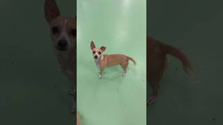Video preview image #1 Chihuahua-Unknown Mix Puppy For Sale in Phoenix, AZ, USA