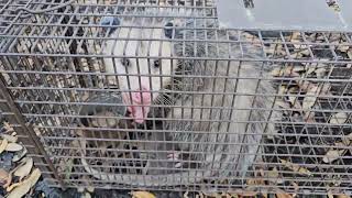 Tony Demonstrates How to Release an Opossum from a Trap