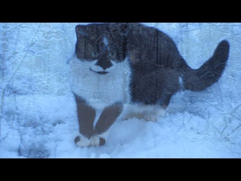 Cats love the snow winter