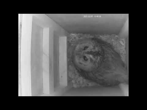 An owl has moved into the nest box!