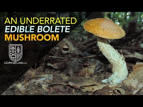 An Underrated Wild Edible Bolete Mushroom