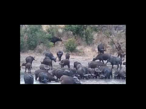 Djuma: Large Buffalo herd-Pt 1 - 09:37 - 08/21/21