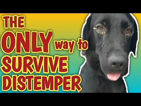 PAANO MAKAKASURVIVE SA DISTEMPER KAHIT NASA LAST STAGE NA!! AT HOME REMEDIES PARA DITO