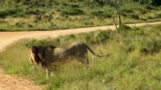 preview picture of video 'GoPro Safari - Gorah Elephant Park - Addo - South Africa'