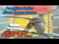 AMPUH PANGGILAN BETINA BIRAHI MERAYU JANTAN NGIWIR MINTA KAWIN BIKIN BIRAHI LANGSUNG KAWIN SHAMA