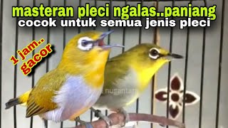 Download lagu 1 jam‼️Suara Masteran Burung Pleci Bustomi Biar Gacor Dor mp3 Download lagu 1 jam‼️Suara Masteran Burung Pleci Bustomi Biar Gacor Dor mp3
