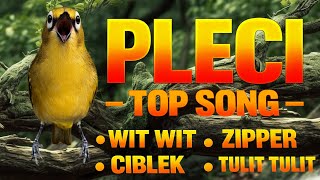 Download lagu Kicauan Alami Burung Pleci untuk Relaksasi, Fokus, dan Suasana Tenang mp3