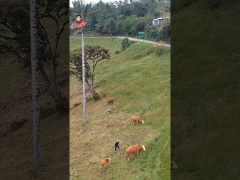 Alto Perú Bagua Grande Utcubamba Amazonas