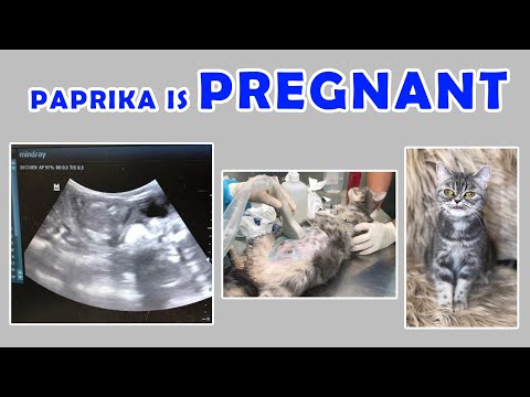 MY CAT IS PREGNANT II PAPRIKA II ULTRASOUND