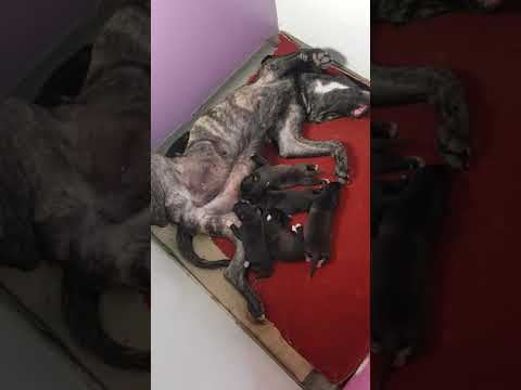 12 days old Raki Diavola