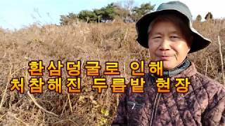 환삼덩굴로 인해 처참해진 두릅밭 현장