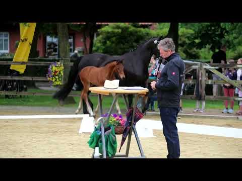 26. Stute, geb. 29.04.2022 – V: Franco Nero M: Dauphin – Weltruhm